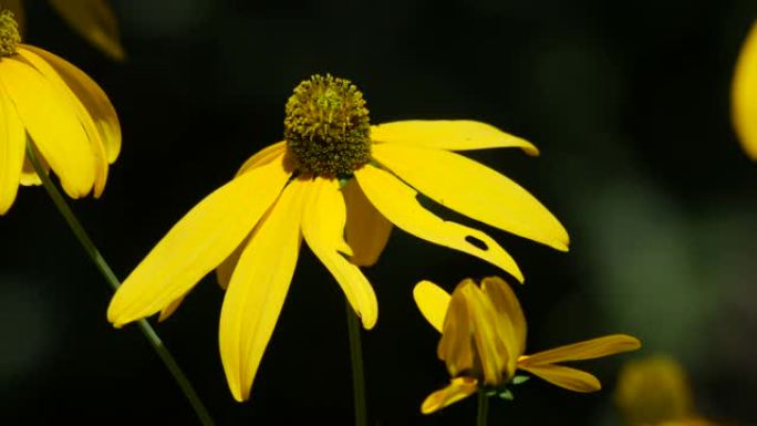 稳定，特写镜头的黄色黑眼睛苏珊花在花园里