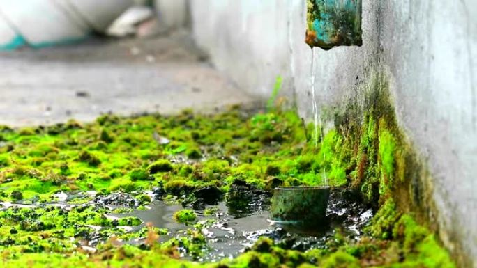 损坏的管道产生的废水导致苔藓生长2