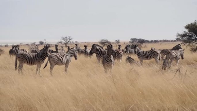 非洲纳米比亚埃托沙国家公园的哈特曼山斑马 (Equus Zebra hartmannae)