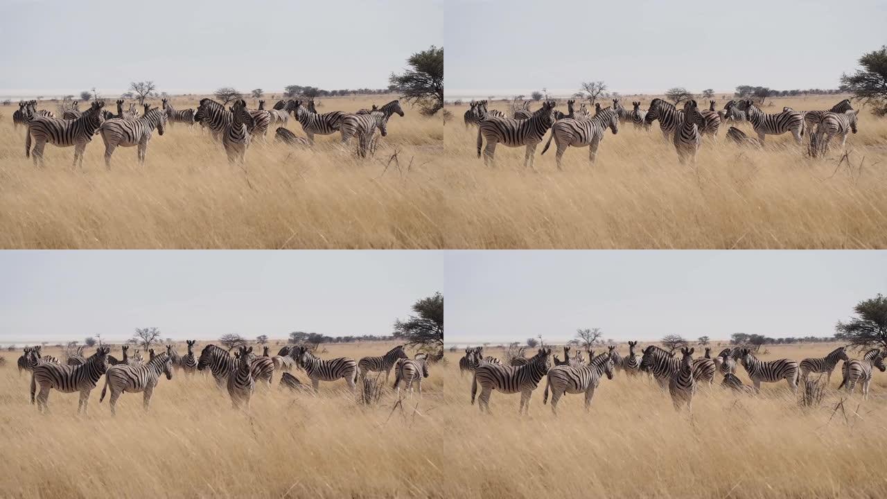非洲纳米比亚埃托沙国家公园的哈特曼山斑马 (Equus Zebra hartmannae)
