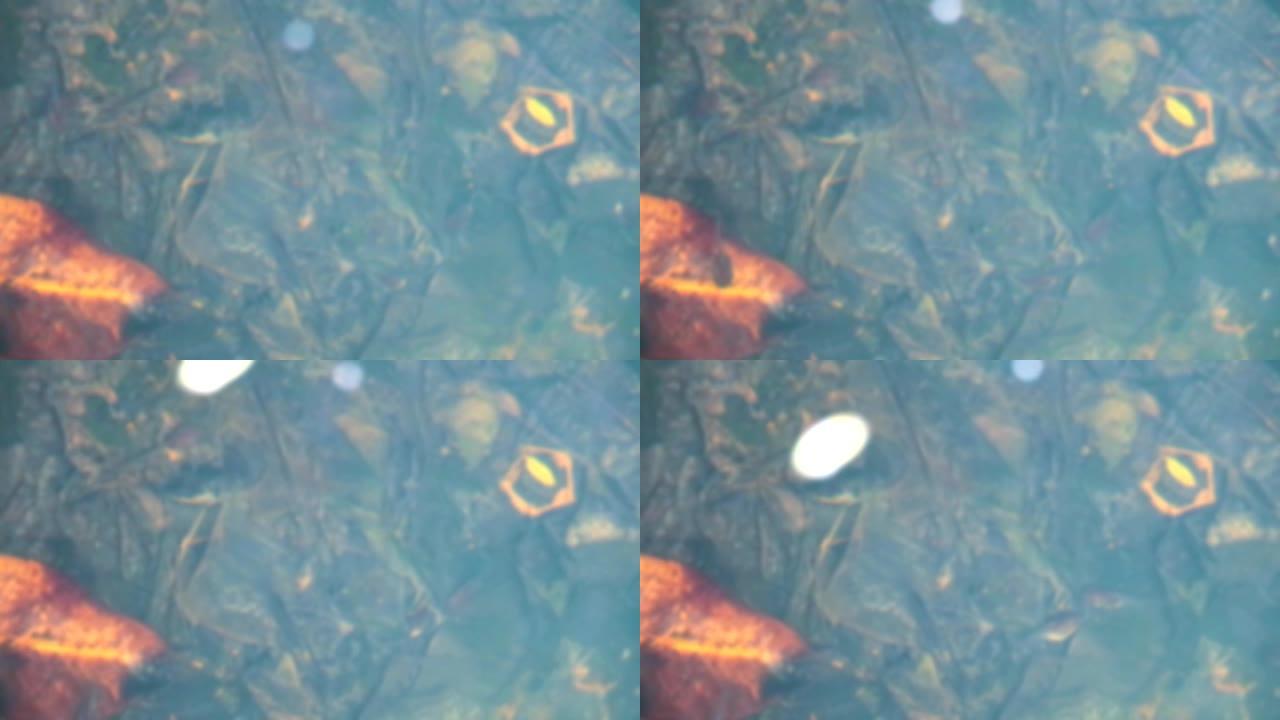 模糊蝌蚪正在水泡底部寻找食物吃
