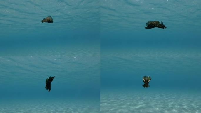 海兔在蓝色的水面下慢慢游动。裸枝或海参斑驳的海参或乌黑的海参 (Aplysia fasciata)。