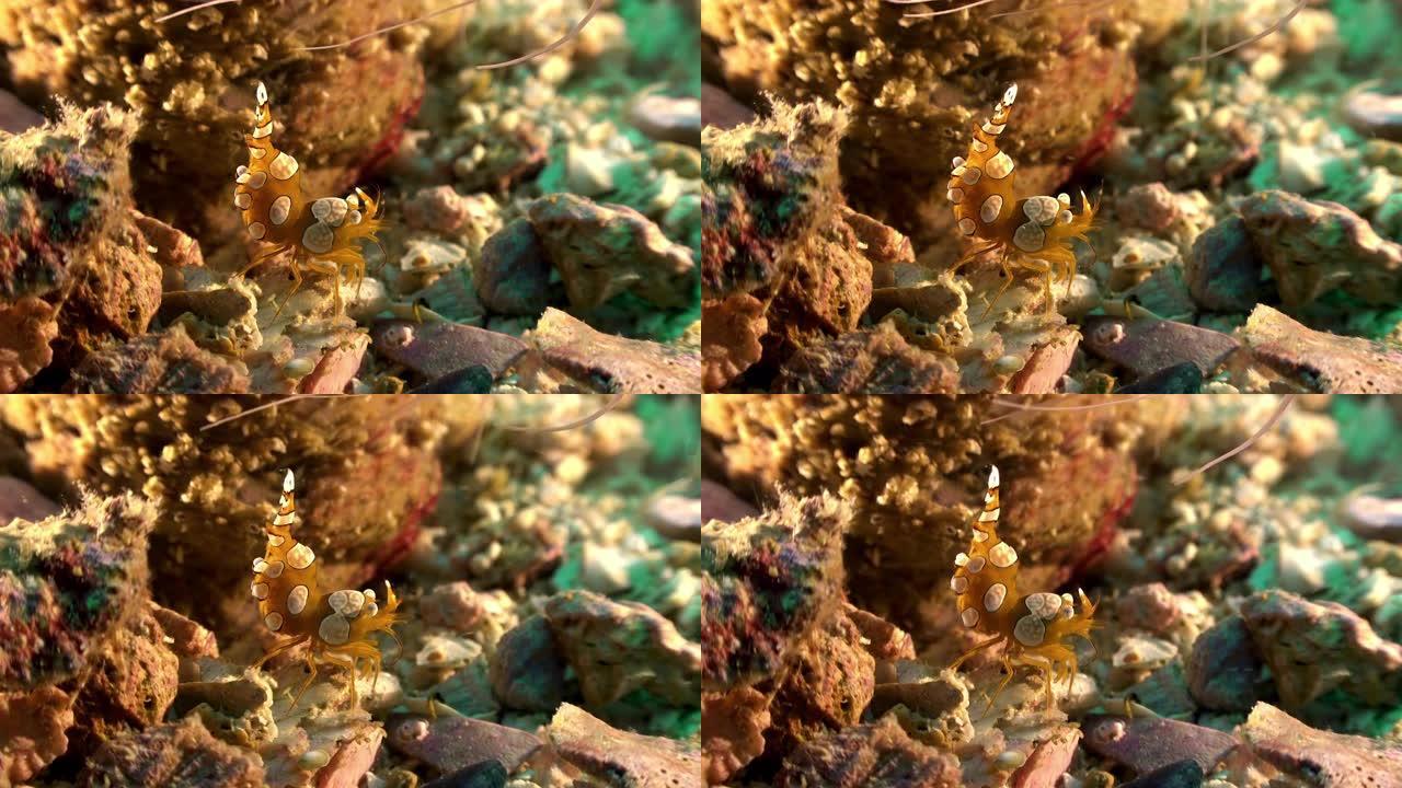 太平洋小丑海葵虾热带鱼群海洋大海野生动物