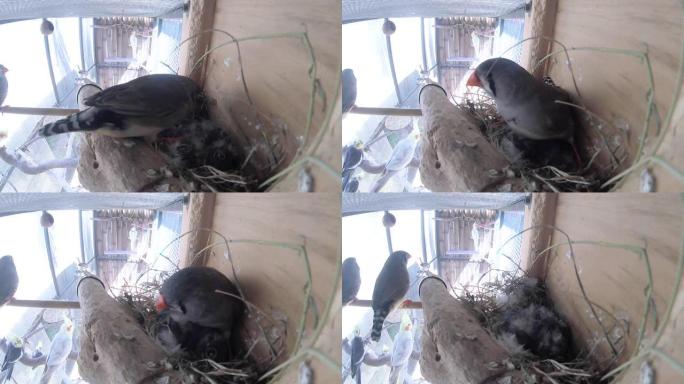 斑马雀鸟在巢内照顾婴儿喂养给食物带来了新的生命