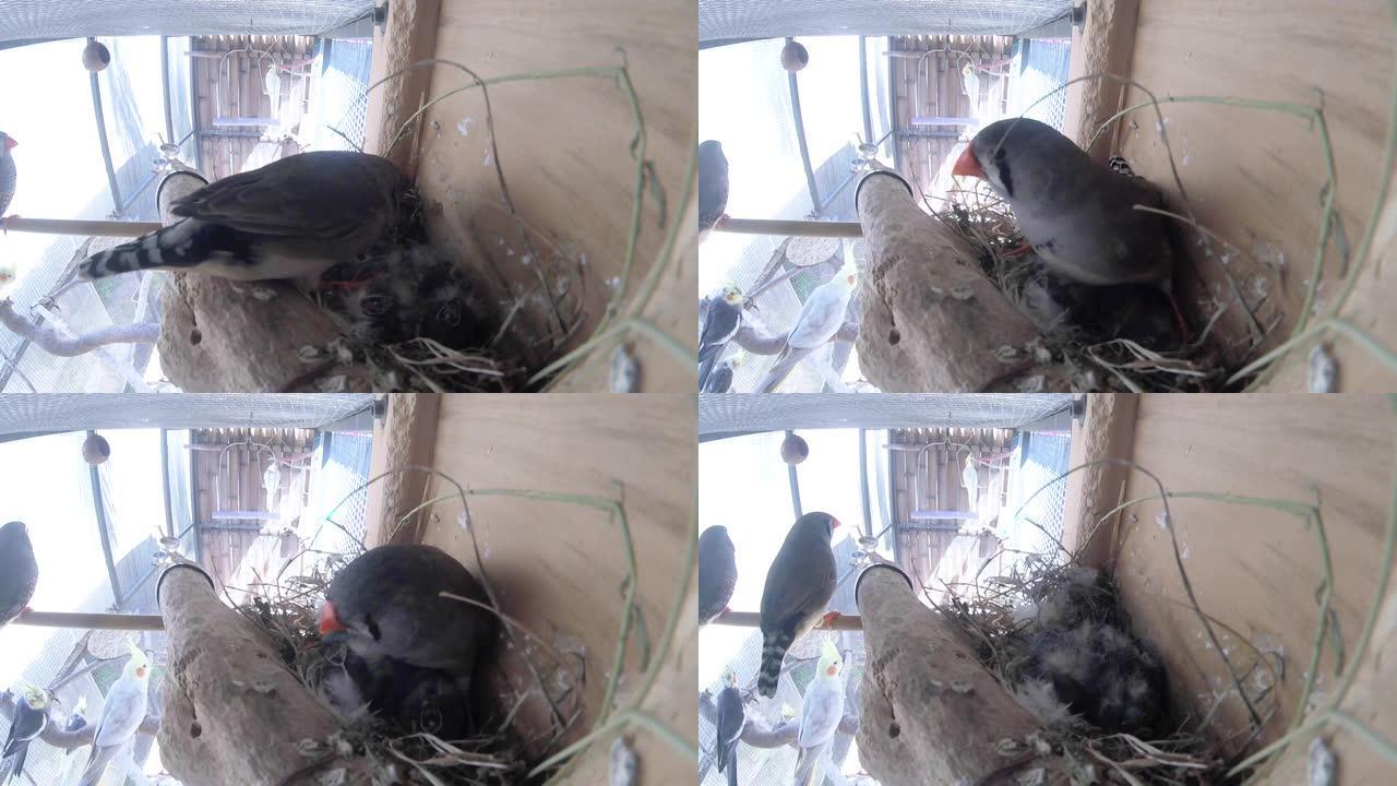 斑马雀鸟在巢内照顾婴儿喂养给食物带来了新的生命