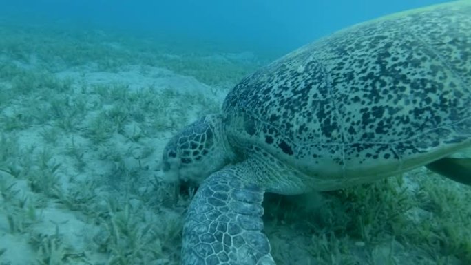 绿海龟与Remorafish从下面慢慢潜水到底部，并开始吃海草，在蓝色的水背景上。特写
