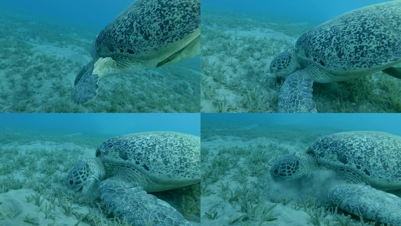 绿海龟与Remorafish从下面慢慢潜水到底部，并开始吃海草，在蓝色的水背景上。特写