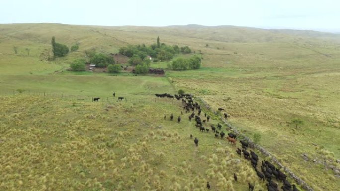 阿根廷牛牧场羊群归来放牧
