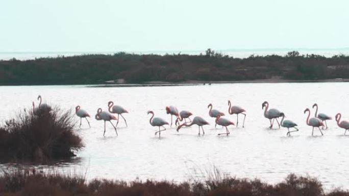 埃布罗三角洲自然公园的大火烈鸟集团。