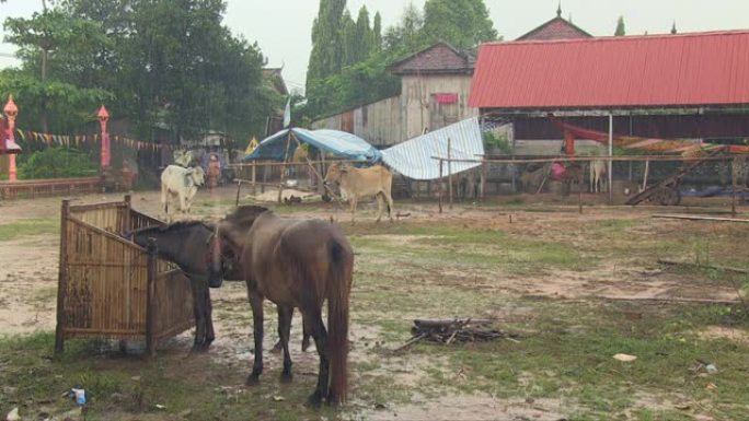 下雨天，马在佛教寺庙附近的农舍里从槽里吃干草
