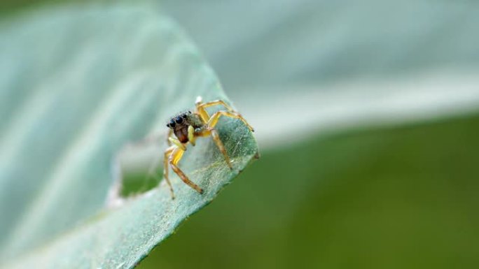 跳跃蜘蛛微观生物