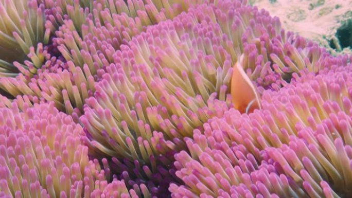 在松树岛看到的粉红色海葵和臭鼬小丑鱼。新喀里多尼亚旅游业。红色相机。