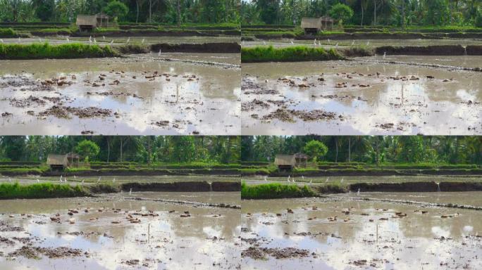 稻田上有很多鸭子小鸭子湖泊风光夏日视频素