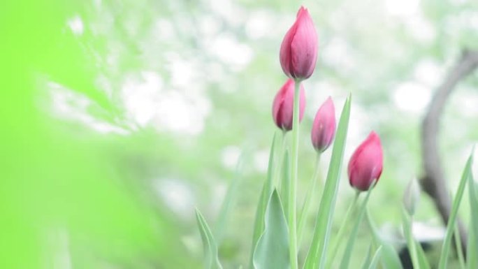 春天自然绿色背景上的粉色郁金香。花园里盛开的花。出售花卉的种植