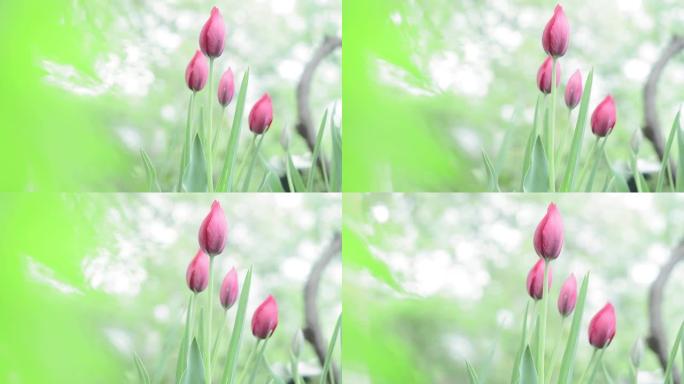 春天自然绿色背景上的粉色郁金香。花园里盛开的花。出售花卉的种植
