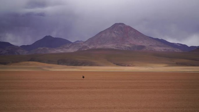 智利阿塔卡马沙漠中的瑞亚