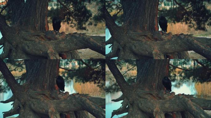 特写肖像。野生巨大的黑色北方乌鸦在树枝上。背景夏季松林河流绿色的自然。积极的鸟害虫。抖松羽毛，拍打翅