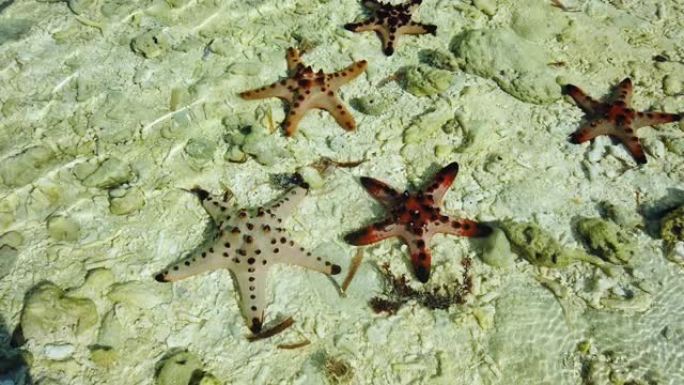 热带海滩上的海星海星特写