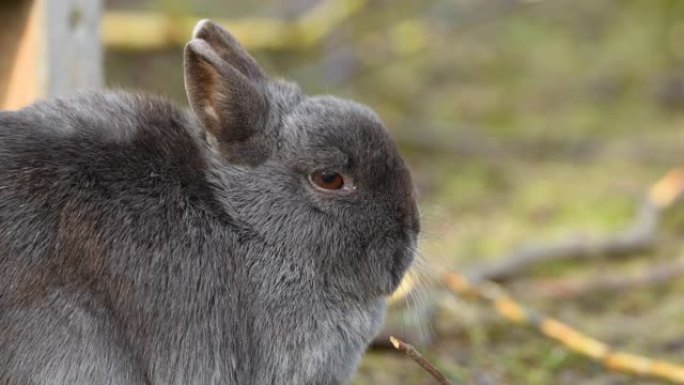 一只年轻可爱的小兔子坐在草地上