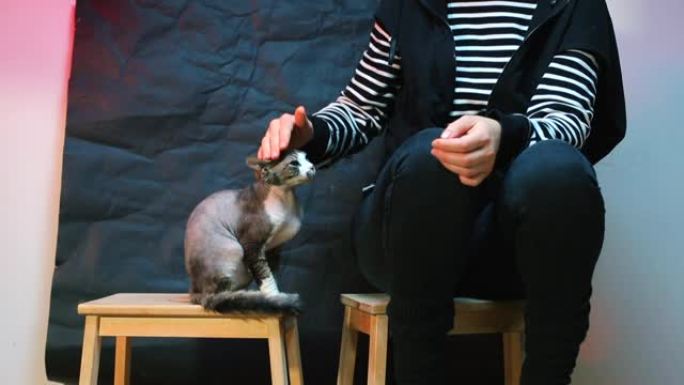 一个女孩坐在高脚椅上，一只猫坐在附近。女孩抚摸一只猫。