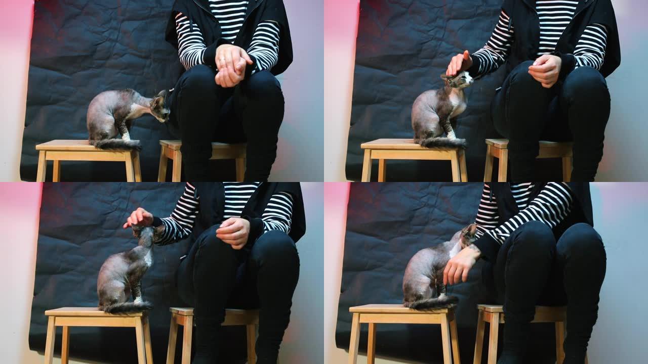 一个女孩坐在高脚椅上，一只猫坐在附近。女孩抚摸一只猫。