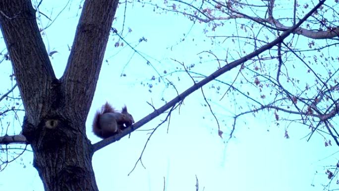 4k观点一只松鼠坐在树上吃东西