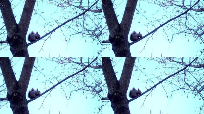 4k观点一只松鼠坐在树上吃东西
