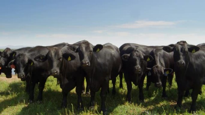 田野上的安格斯牛黑牛牛群群牛