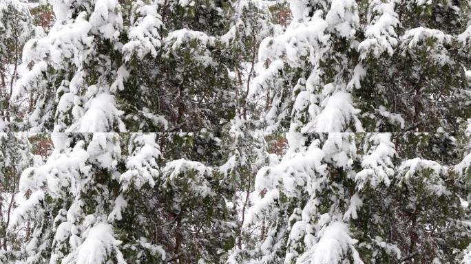 从松树上落下的慢动作雪