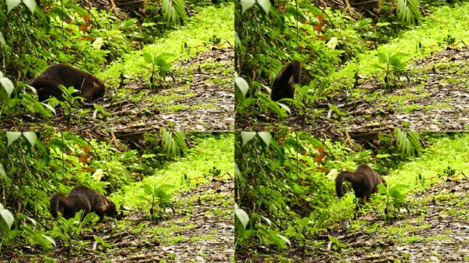 巴拿马的热带哺乳动物Coati在草地上行走和觅食
