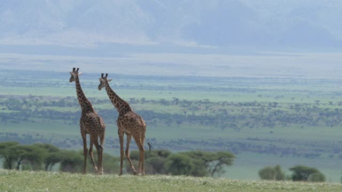 塞伦盖蒂国家公园大草原上的长颈鹿