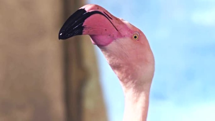 火烈鸟头的宏观细节 (拉丁名Phoenicopterus roseus)。粉红鸟正在用大喙旋转它的头