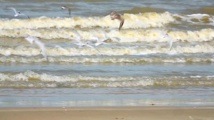 海鸥在海边，许多海鸥在泡沫海的背景下沿着海岸行走，白鸟在海滩上捕获了一条鱼。