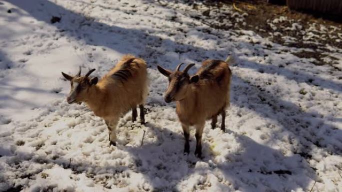 雪中的两只山羊两只山羊
