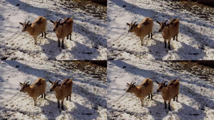 雪中的两只山羊两只山羊