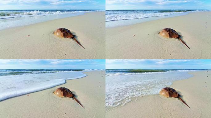 海滩上的马蹄蟹海浪汹涌。特写显示尾巴和外壳。
