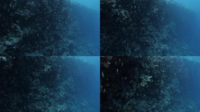 在马尔代夫的深海珊瑚礁游泳的anthias鱼类学校