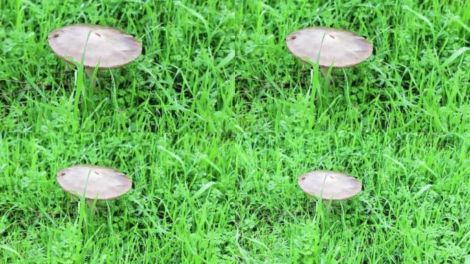 草地上绿草丛中室外蘑菇的视频。