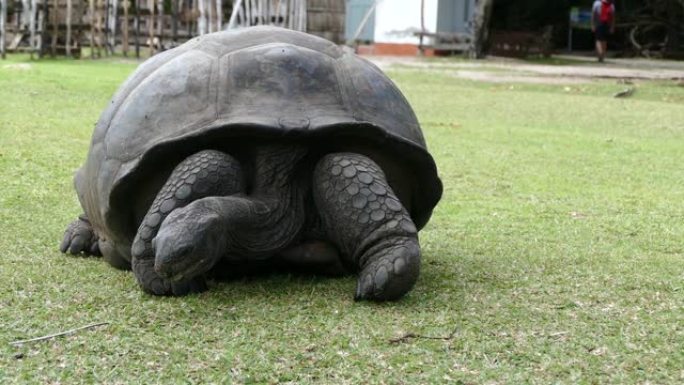 塞舌尔Praslin岛的Curieuse岛 (成功的野生乌龟保护计划的所在地) 上的Aldabra巨
