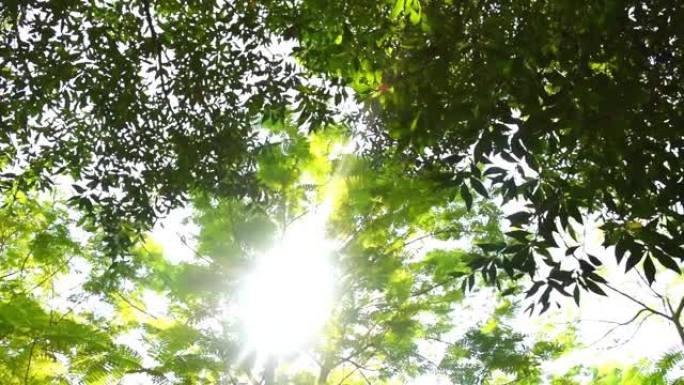 树叶上美丽的阳光丁达尔效应阳光穿过树叶温