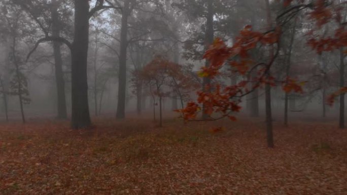 相机在神秘的有雾公园的棕色秋天树木之间飞行