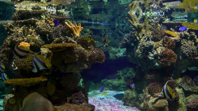 水下美丽的热带鱼群