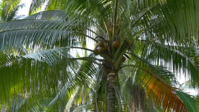 椰子种植，棕榈树仰拍棕榈树