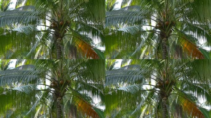 椰子种植，棕榈树仰拍棕榈树