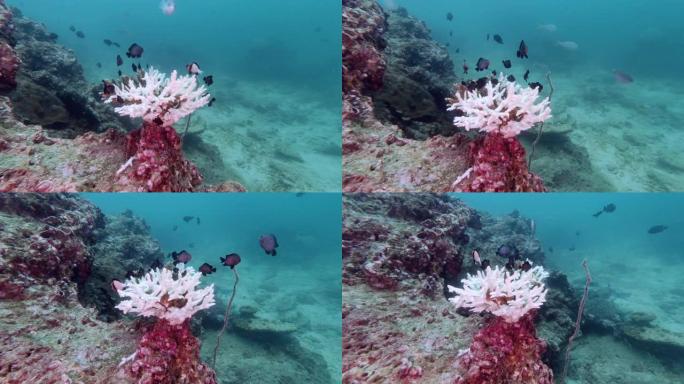珊瑚漂白进展水下环境破坏