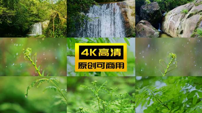 森林流水雨林绿植雨水水滴