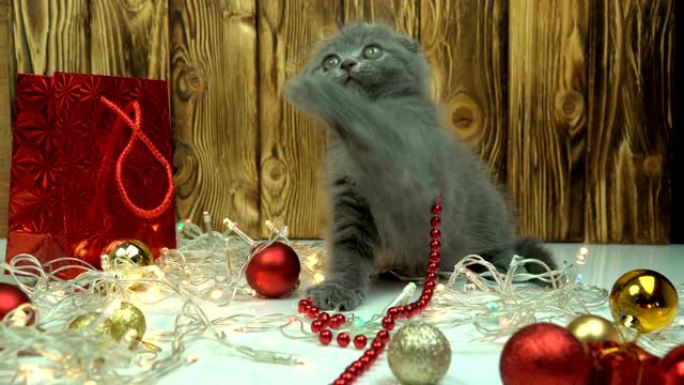 苏格兰折叠小猫玩圣诞装饰品