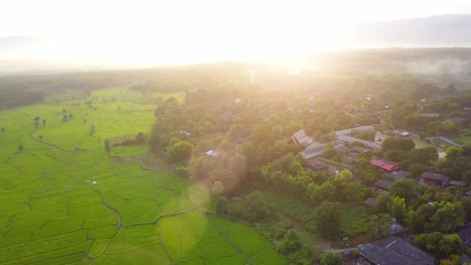 泰国北部农村地区的绿色稻田
