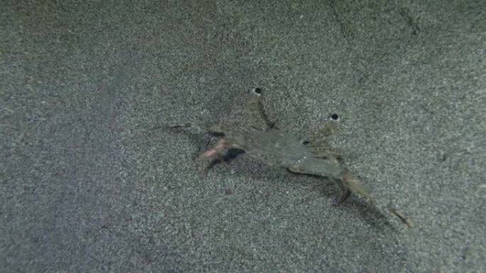 游蟹在夜间沿着沙质海底奔跑。灰色梭子蟹 (Portunus hastatus) 水下射击。地中海，欧