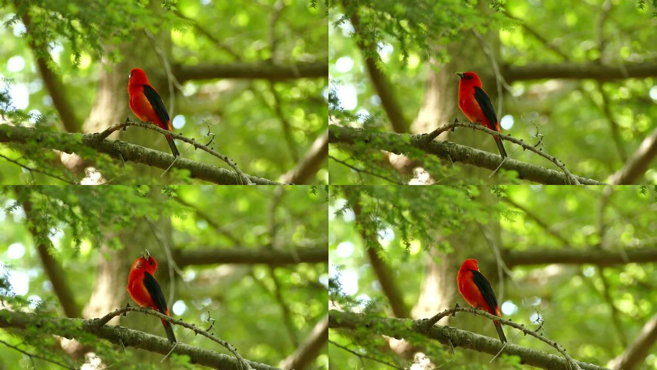 红塔纳格鸟在松树和树叶森林中大声呼唤的清脆镜头